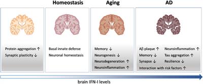 In sickness and in health—Type I interferon and the brain